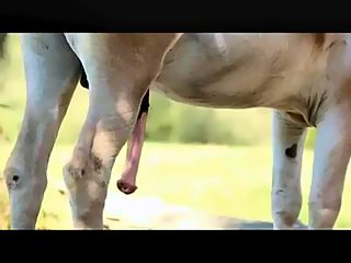 Horse cocks compilation